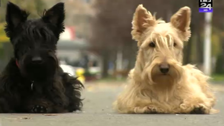 JURNAL PENTRU COPII. Ce caini li se potrivesc celor mici Imagine