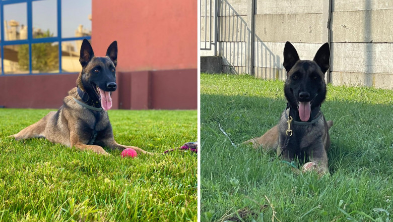 Kaya si Tano au descoperit cele 106 kilograme de Ecstasy din Arges, cea mai mare captura facuta vreodata in Romania Imagine