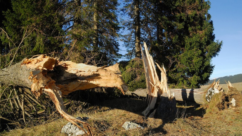 La 16 ani, Chiara a murit in somn, strivita de un copac. Fata era cu prietenii intr-o tabara, pe munte Imagine