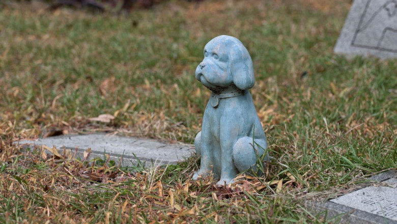 La Cluj se va construi un cimitir pentru animale de companie. Reactiile sunt impartite, unii critica decizia lui Boc Imagine