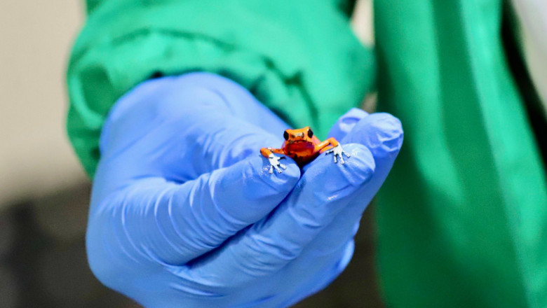 La controlul de securitate dintr-un aeroport columbian, politistii au gasit 130 de broaste otravitoare in bagajul unei femei Imagine