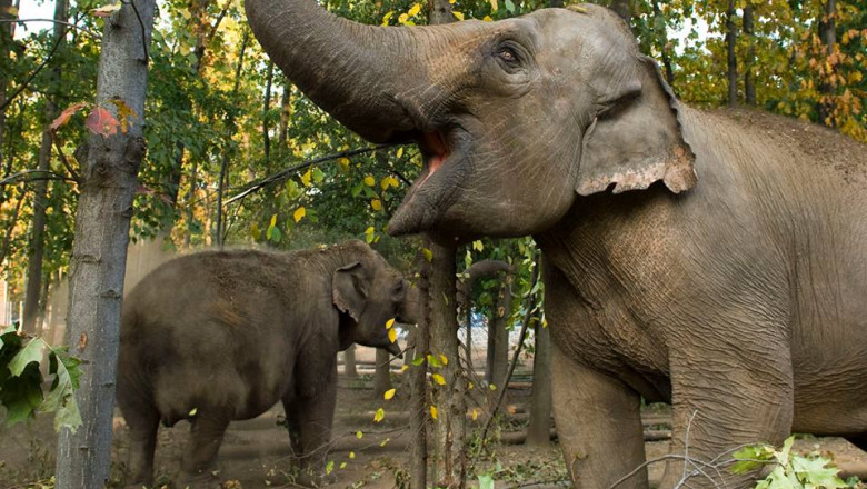 La gradina zoologica, in Ungaria. Mii de romani vin in fiecare an la Nyiregyhaza Imagine