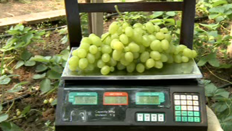 La Iasi se strange deja prima recolta de struguri, din sere  Imagine