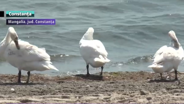 La plaja cu... lebedele. 18 lebede, stapane pe nisipul din Mangalia Imagine