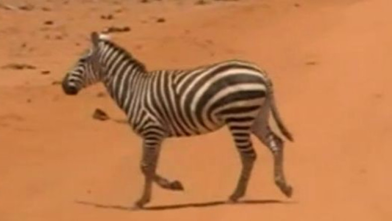 La safari si plaja, in Kenya. In tara africana este unul dintre cele mai mari parcuri naturale din lume Imagine