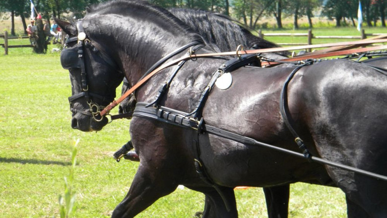 La Sarbatoarea Buzduganului, turistii au invatat sa conduca atelaje Imagine