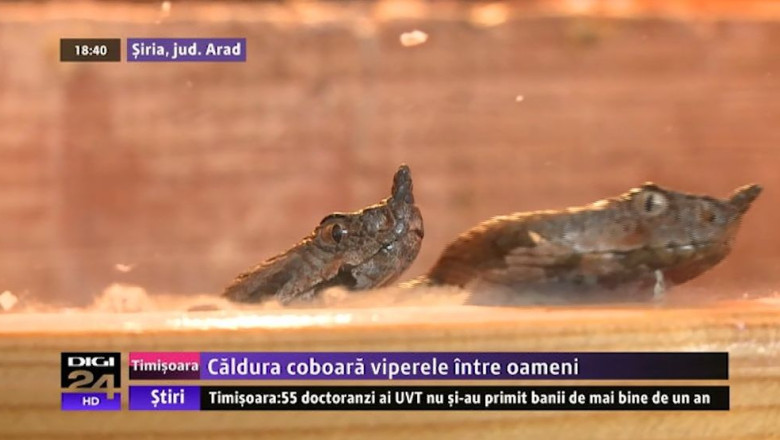 La Siria, caldura coboara viperele printre oameni Imagine