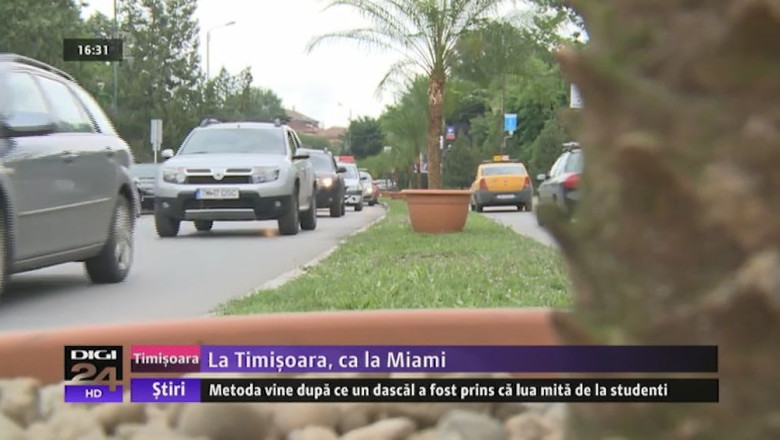 La Timisoara ca la Miami: palmieri in centrul orasului Imagine