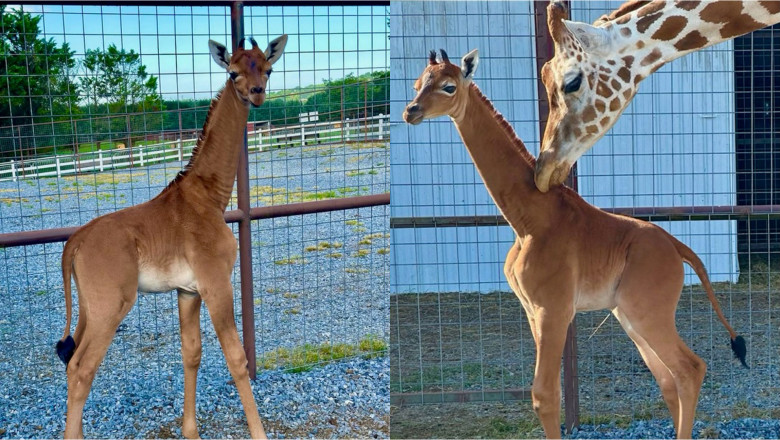 La un zoo din SUA s-a nascut singura girafa fara pete din lume Imagine