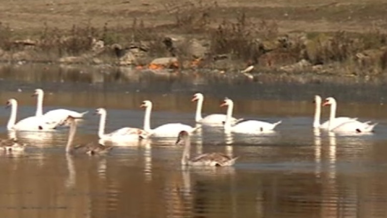 Lacul lebedelor din Moldova. Pasarile sunt ingrijite si protejate de localnici Imagine