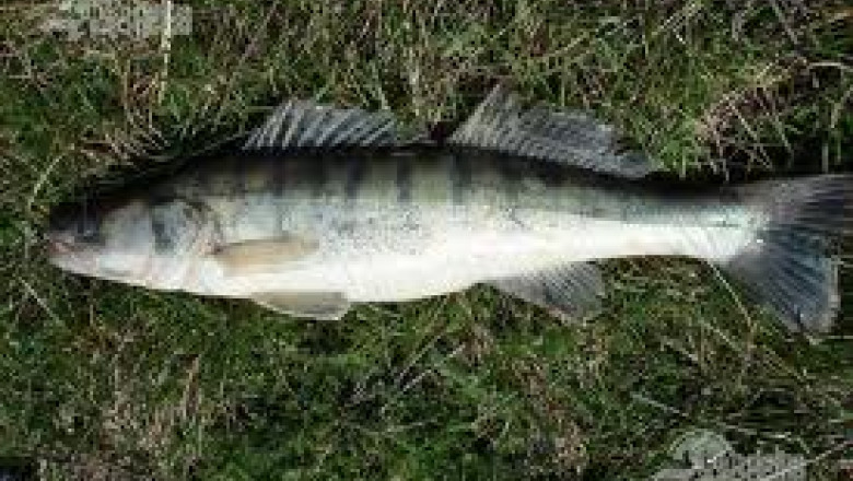 Lacul Razim, repopulat cu salau. In cativa ani, pestii ar fi disparut complet Imagine