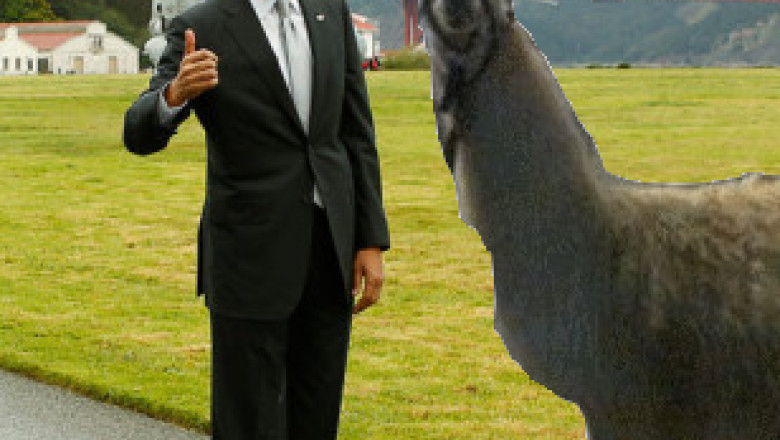 Lama din Bordeaux, star pe Facebook si pe Twitter Imagine