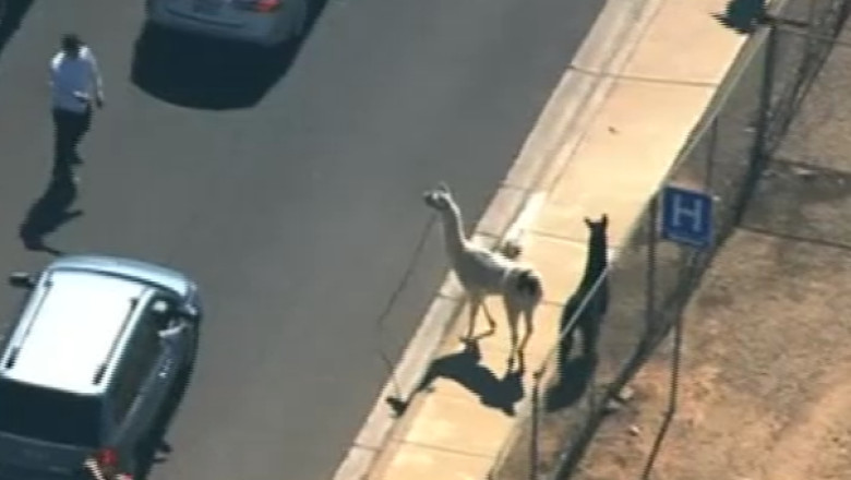 Lame fugare, pe strazile din Phoenix Imagine