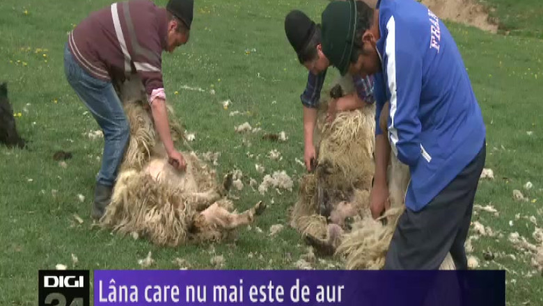 Lana care nu mai este de aur  Imagine