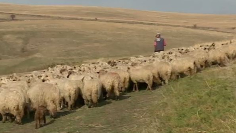 Lana de oaie, ingrasamant agricol Imagine