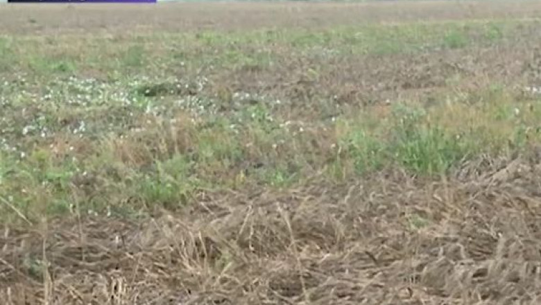 Lanurile dezamagirii in judetul Timis, dupa ploile din ultima perioada Imagine