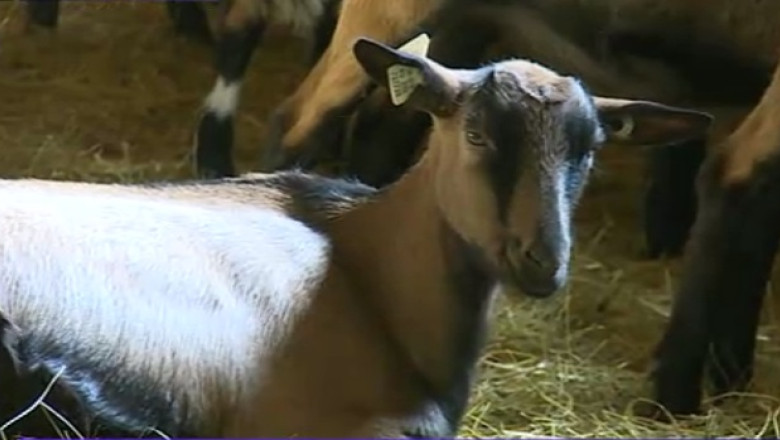 Lapte terapeutic, de la capre hranite cu plante medicinale Imagine