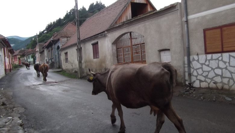 Laptele se va scumpi in 2014 Imagine