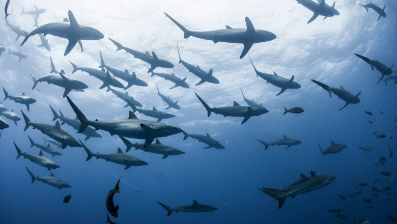 „Le-a aprins creierele”. Cocaina aruncata in ocean ar putea sa-i „innebuneasca” pe rechini. Ce au descoperit mai multi experti Imagine