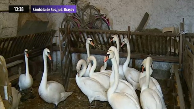 Lebede in tarcul oilor Imagine