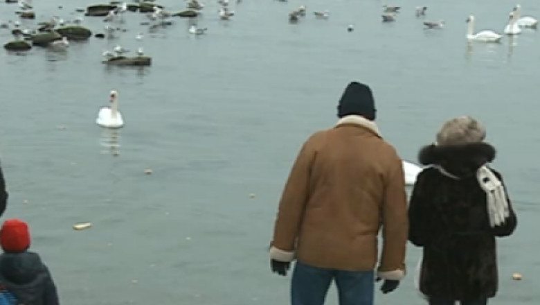 Lebede pe apa. Peste 20 de pasari ierneaza in Golful Turcului din Eforie Sud Imagine