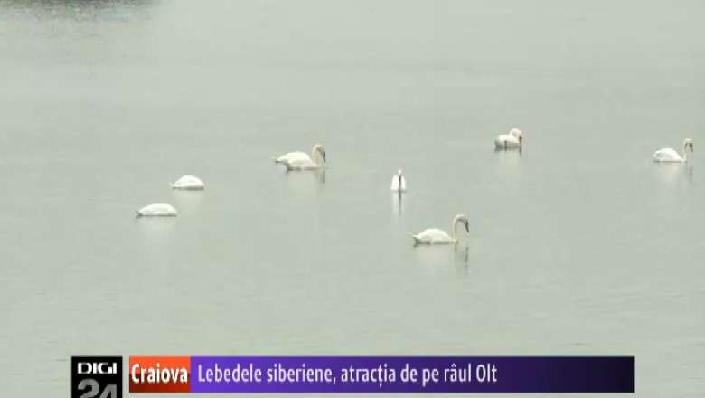 Lebede siberiene pe raul Olt. An de an, pasarile isi intrerupt migratia pentru cateva zile Imagine
