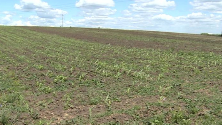 Legea care reglementeaza vanzarea terenurilor agricole, adoptata. Agentia Domeniilor Statului va fi inlocuita cu o super-agentie Imagine