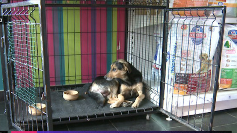 Legea eutanasierii maidanezilor, boicotata de veterinari din Timis Imagine