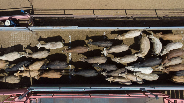 Legea privind bunastarea animalelor in timpul transportului, blocata de eurodeputati. Proiectul e sustinut de un politician roman Imagine