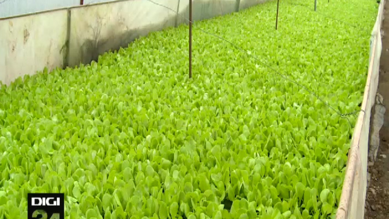 Legumicultorii din Olt vor sa tina pasul cu tehnologia. Ei au montat centrale termice in solarii Imagine