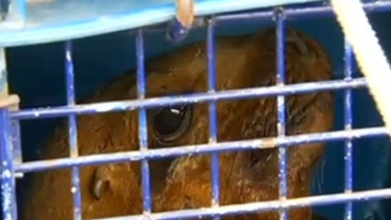 Lei de mare, redati naturii dupa ce au fost salvati de ecologisti Imagine