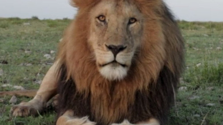 Leii lui Nutu Camataru au fost mutati la Galati Imagine