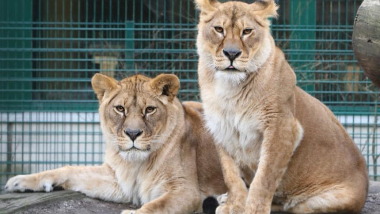 Leoaice salvate din Ucraina vor avea un nou camin la o gradina zoologica din Scotia Imagine