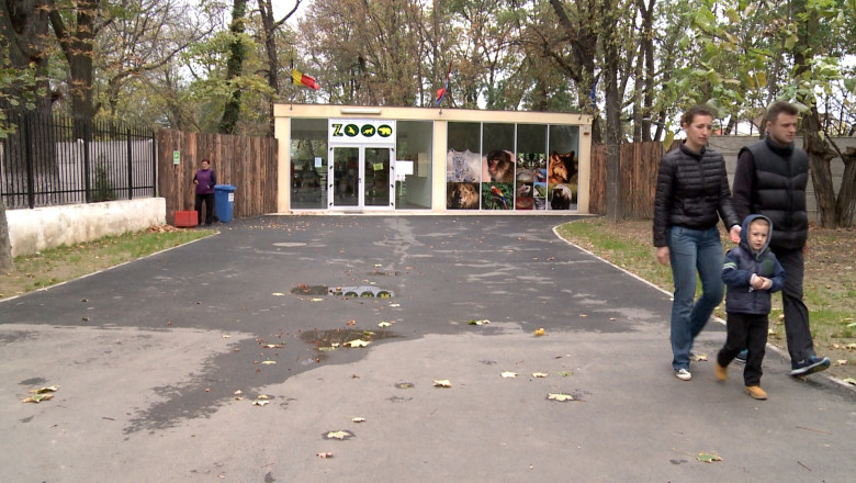 Leoparzii si leii, vedetele Gradinii Zoologice Oradea Imagine