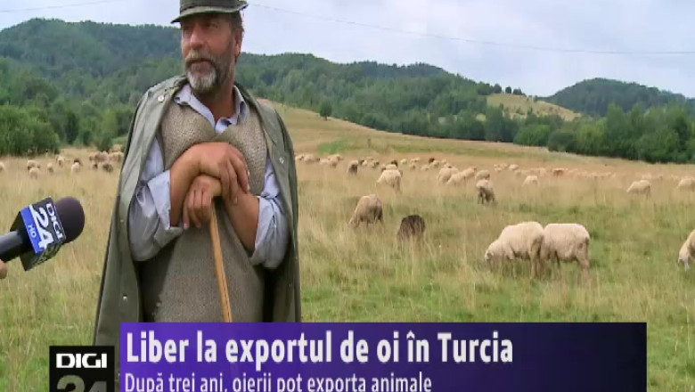 Liber la exportul de oi in Turcia  Imagine