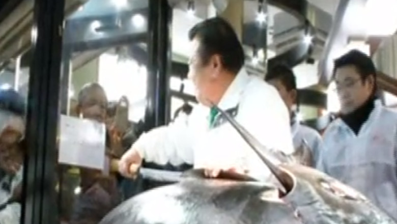 Licitatie in Japonia. 70.000 de dolari pentru un ton de 230 de kilograme Imagine