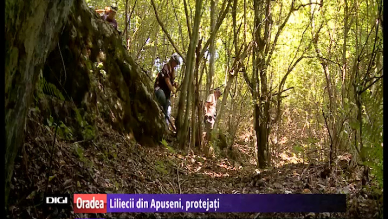 Liliecii din Apuseni, protejati cu bani europeni Imagine