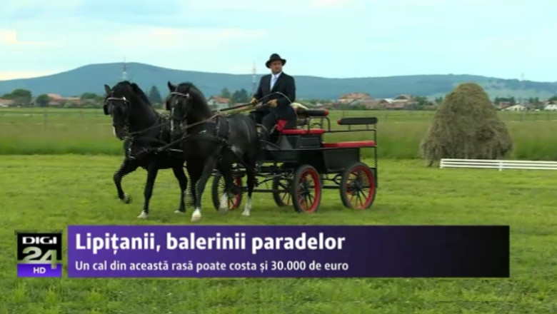 Lipitanii, balerinii paradelor. Un cal din aceasta rasa poate costa si 30.000 de euro Imagine