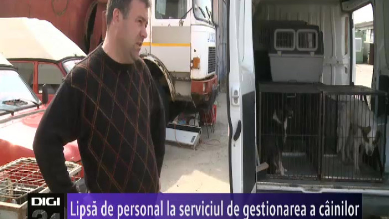 Lipsa de personal la serviciul de gestionarea a cainilor  Imagine