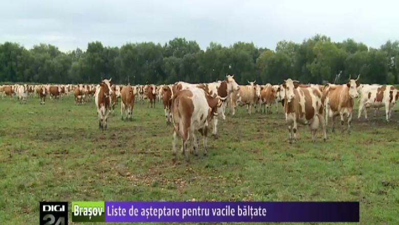 Liste de asteptare pentru vacile baltate Imagine