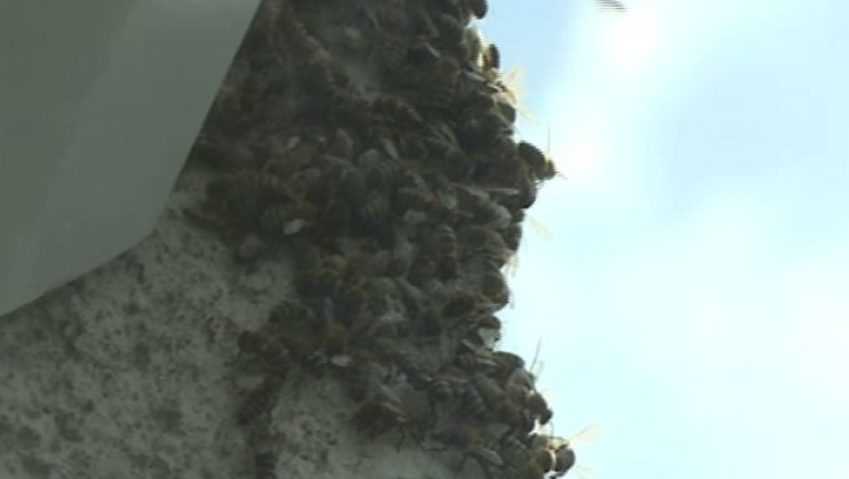 Locatari fara aparare. Sute de albine si-au facut cuib pe un bloc din Bucuresti Imagine