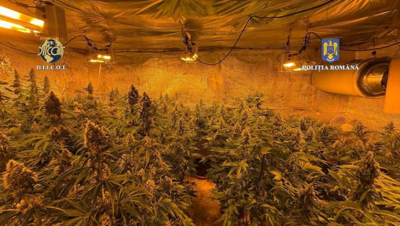 Locuinta unui barbat din judetul Valcea, plina de plante de cannabis. Politistii au descoperit ca unele se apropiau de 1,50m inaltime Imagine