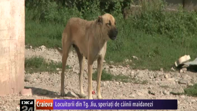 Locuitorii din Tg. Jiu, speriati de cainii maidanezi Imagine