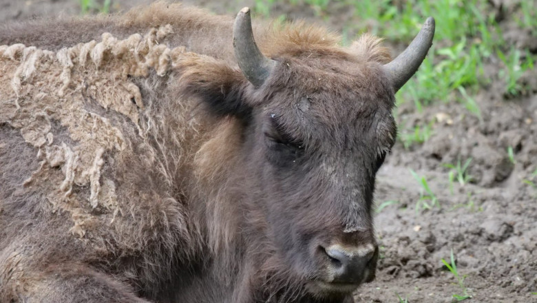 Lovitura pentru programul de repopulare a zimbrilor: 21 de animale au fost gasite moarte in Muntii Tarcu. Anuntul autoritatilor Imagine