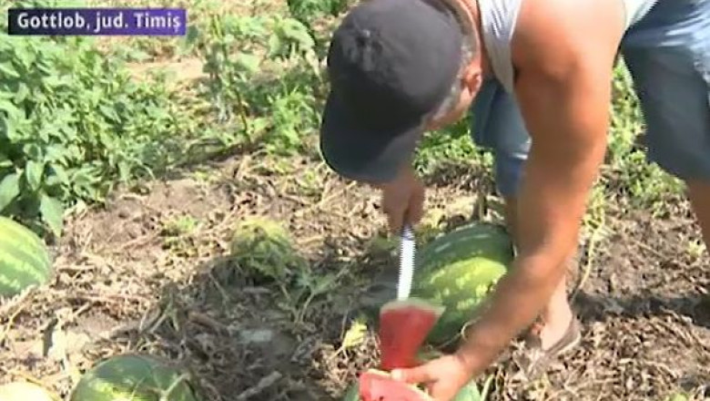 Lubenita de Gottlob, greu de recunoscut. In comuna exista 60 de producatori Imagine