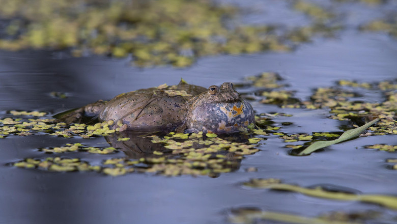 Lucrarile la cel mai scump drum judetean din Romania trebuie refacute. Probleme pentru doua specii de broasca pe Transapuseana Imagine