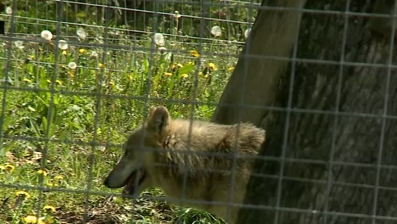 Lupii din Romania vor fi monitorizati video Imagine