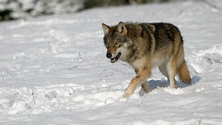 Lupul care a muscat o femeie la Malureni era turbat. Medicii veterinari vaccineaza animalele din localitate Imagine