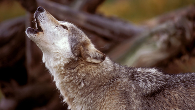 „Lupul cel rau” si implicatiile revenirii pradatorilor in Europa. Cazul danez: preferintele politice si atitudinea fata de natura Imagine