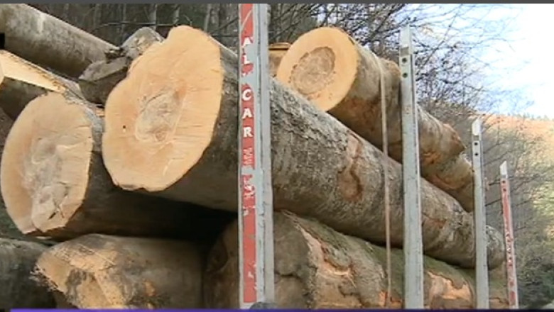 MAFIA LEMNULUI. Sute de politisti si inspectori participa la descinderi in 11 judete Imagine